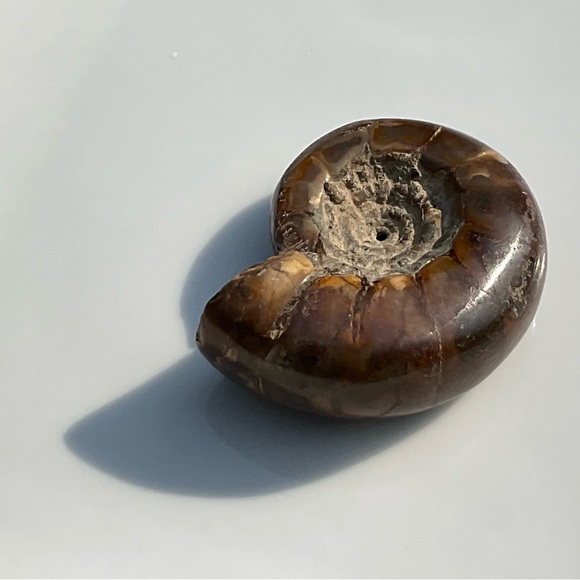 Ammonite (Rams Head) - Picture 9 of 12